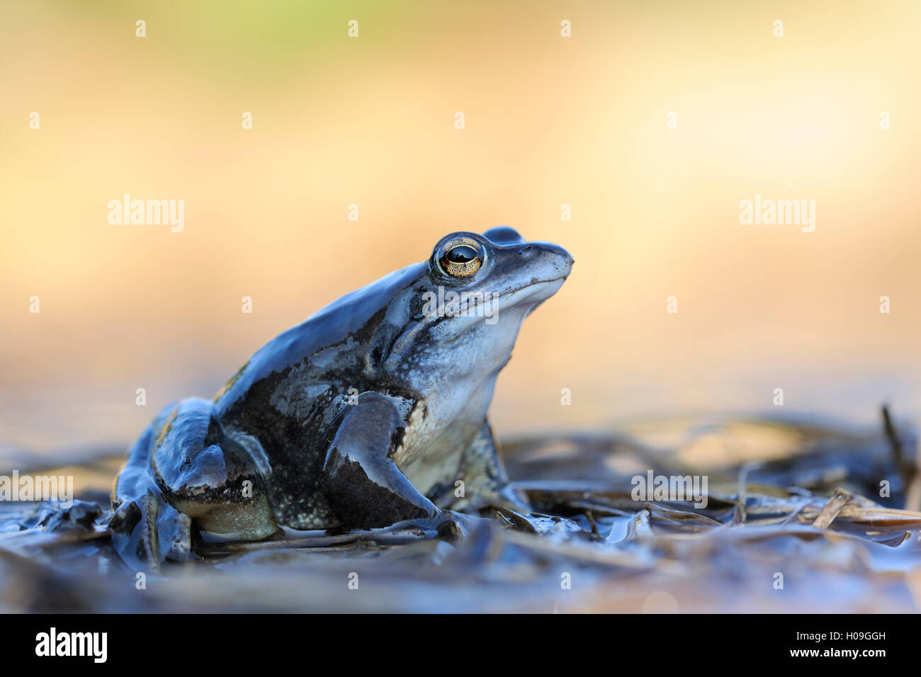 Moor Frog / Moorfosch ( Rana arvalis ), colorate in blu maschio, seduto sul flotsam durante il suo accoppiamento stagione in primavera. Foto Stock