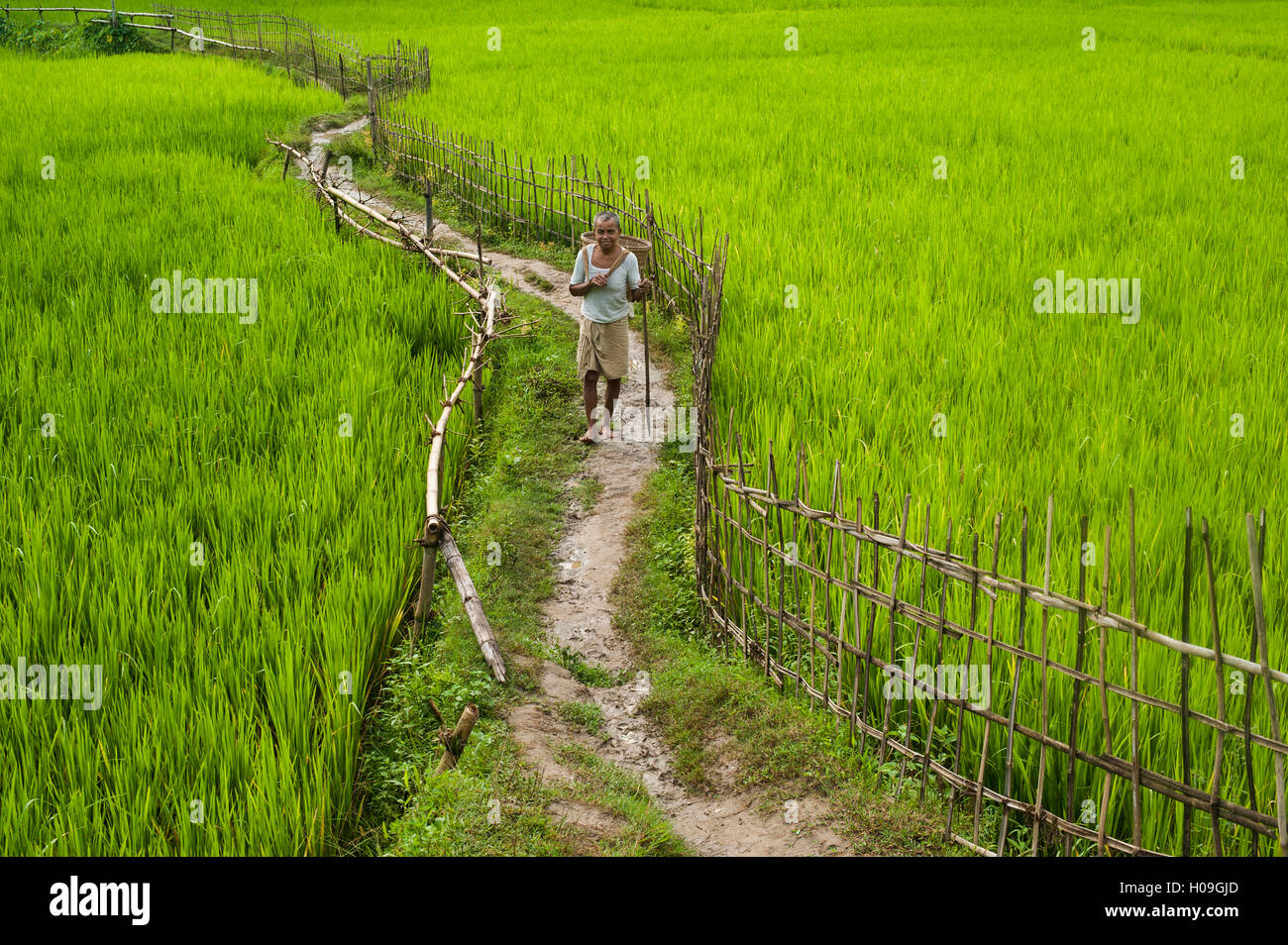 Un percorso attraverso le risaie di Chittangong Hill Tracts, Bangladesh Asia Foto Stock