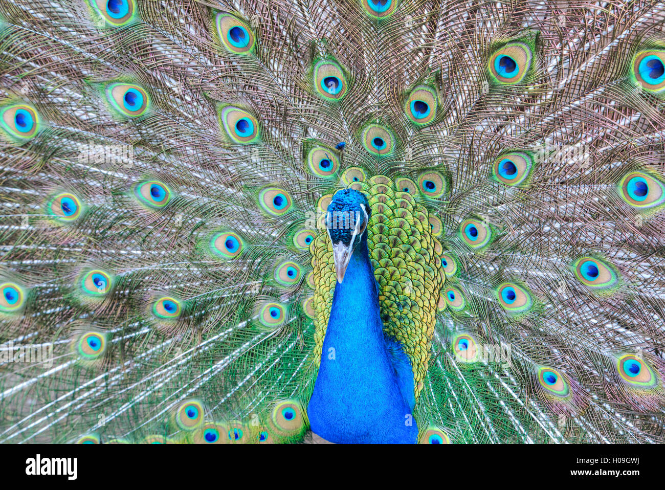 Peacock (Pavo cristatus), Sequim, Penisola Olimpica, Washington, Stati Uniti d'America, America del Nord Foto Stock
