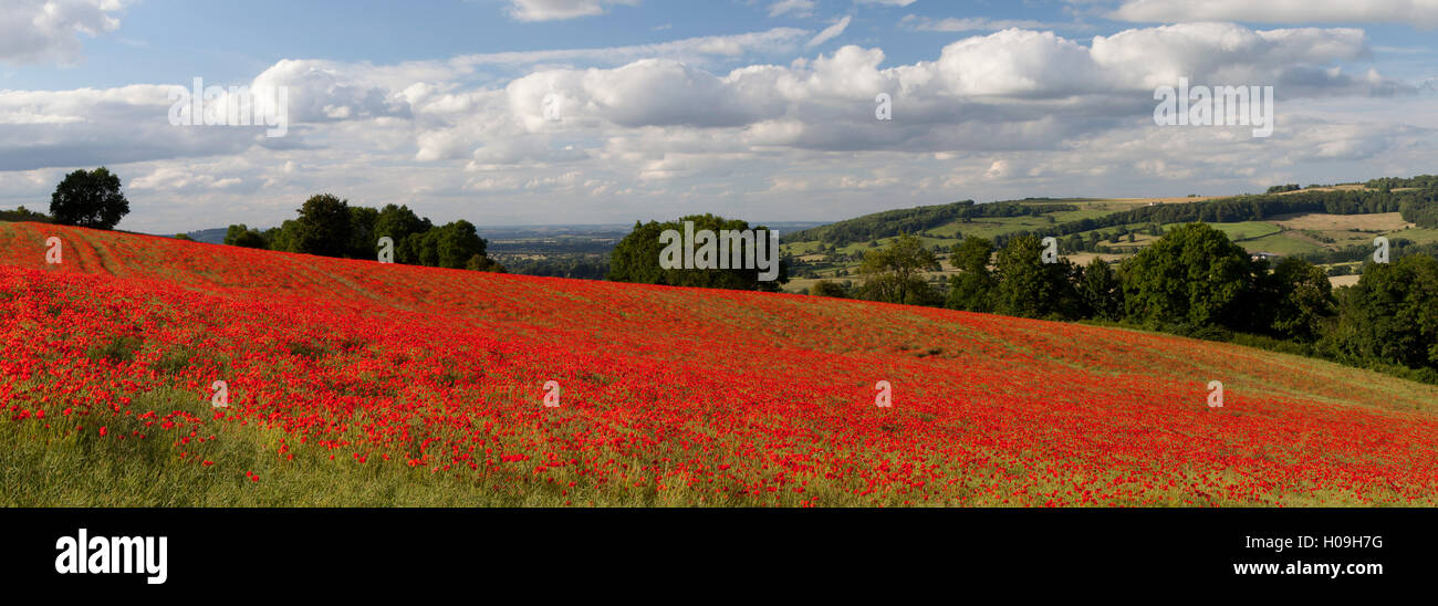 Campo di papaveri rossi, nei pressi di Winchcombe, Cotswolds, Gloucestershire, England, Regno Unito, Europa Foto Stock