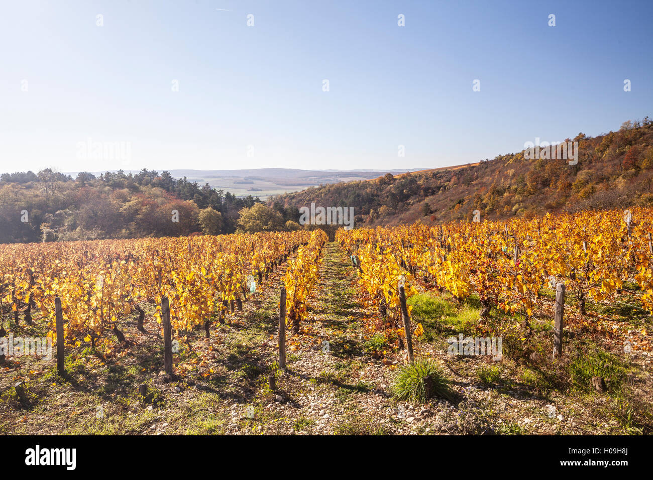 Colore di autunno nei vigneti di Irancy, Yonne, Borgogna, in Francia, in Europa Foto Stock