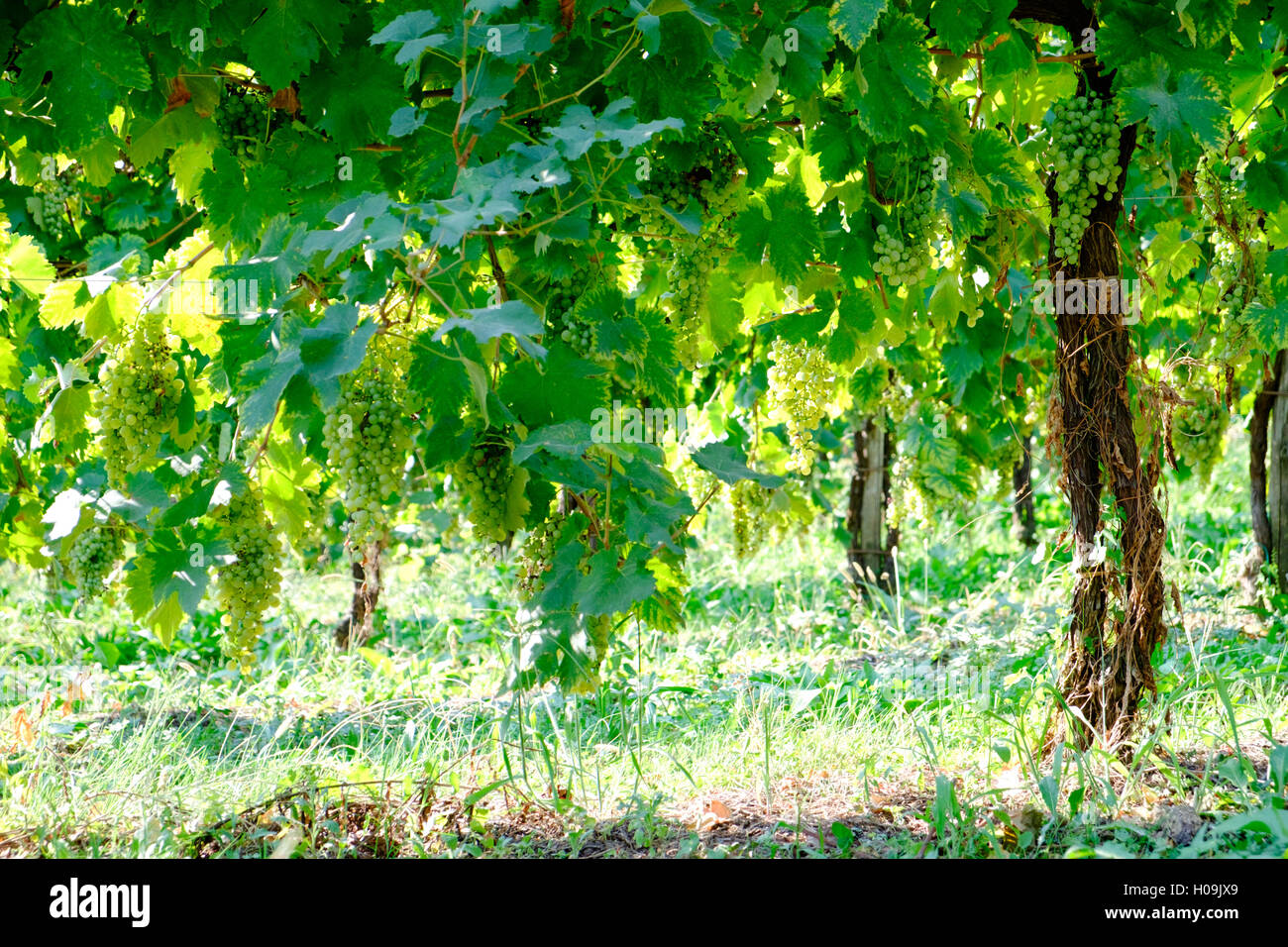 L'uva cresce su vitigni, pronto per il raccolto Foto Stock