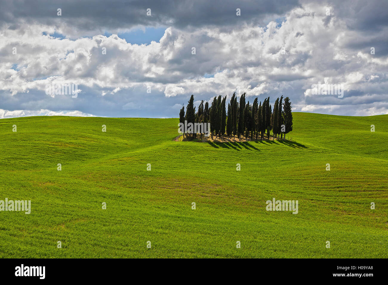 campo-di-grano-verde-con-cipresso-immagini-e-fotografie-stock-ad-alta