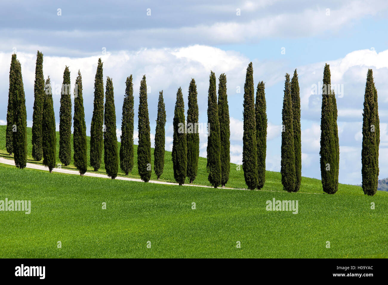 Cipressi, viale di cipressi, nei pressi di San Quirico d'Orcia, Val d'Orcia, Toscana, Italia