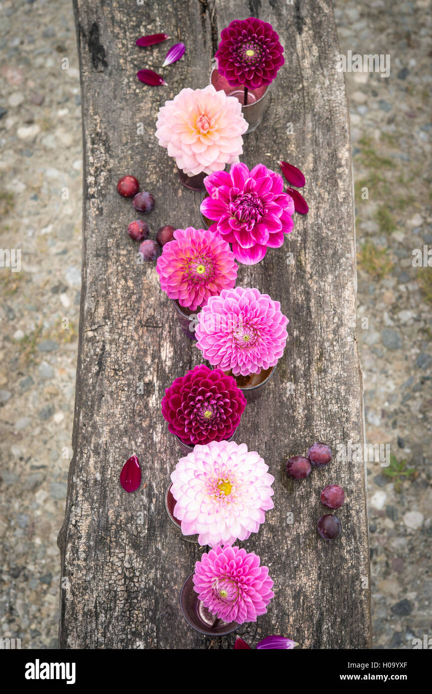 Dalie (Dalia ibridi), la gradazione di colori bordeaux e rosa selvatica prugna (prunus cerasifera), su legno, Germania Foto Stock
