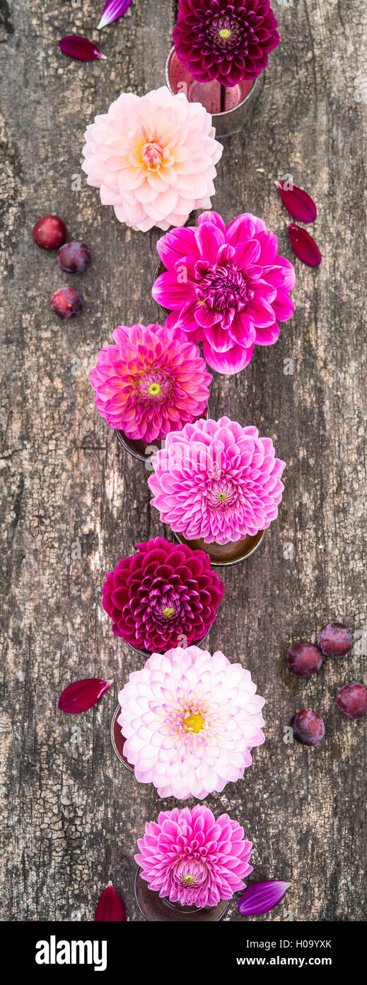 Dalie (Dalia ibridi), la gradazione di colori bordeaux e rosa selvatica prugna (prunus cerasifera), su legno, Germania Foto Stock