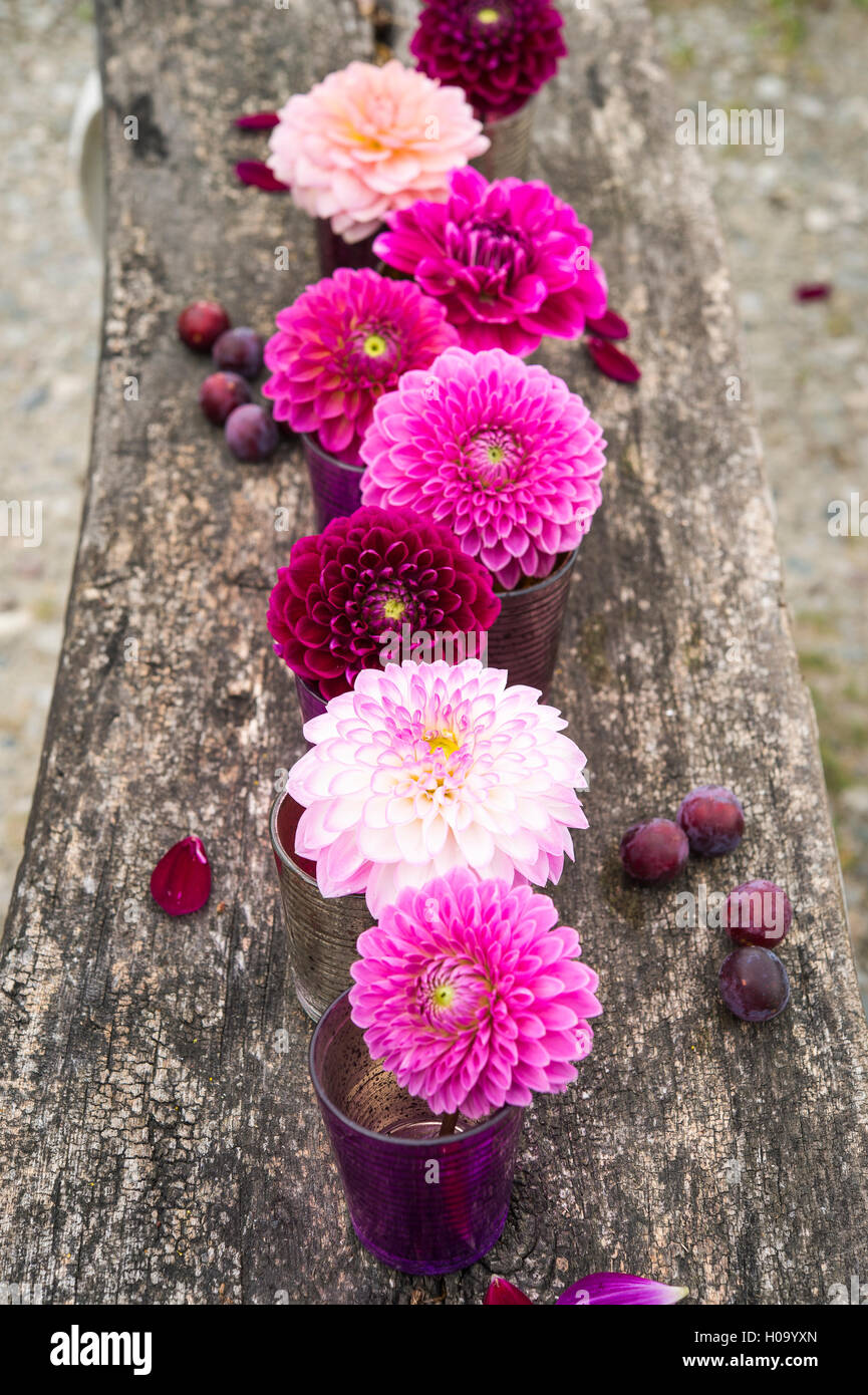 Dalie (Dalia ibridi), la gradazione di colori bordeaux e rosa selvatica prugna (prunus cerasifera), su legno, Germania Foto Stock