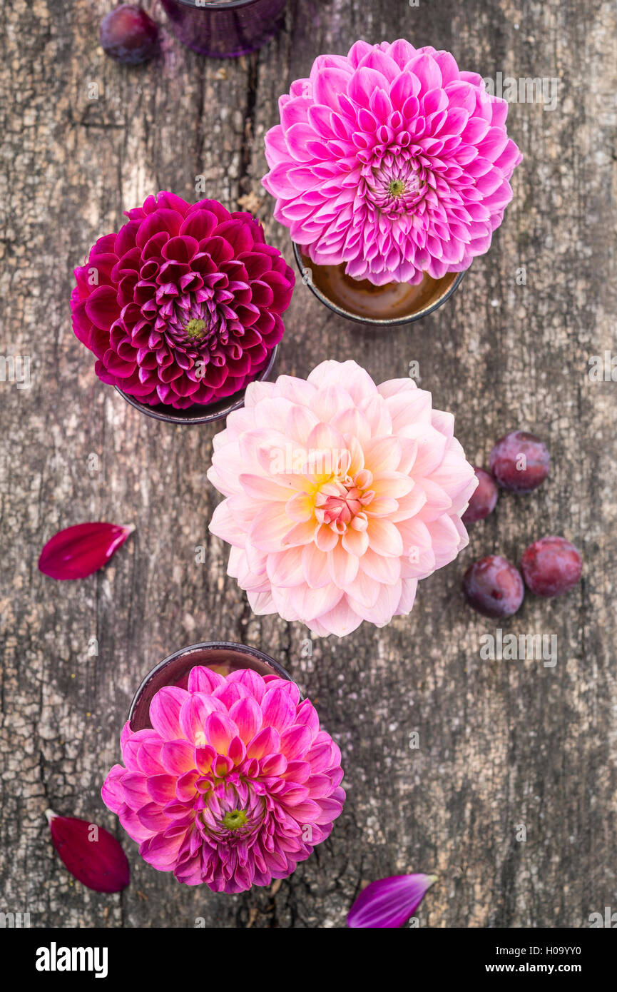 Dalie (Dalia ibridi), la gradazione di colori bordeaux e rosa selvatica prugna (prunus cerasifera), su legno, Germania Foto Stock