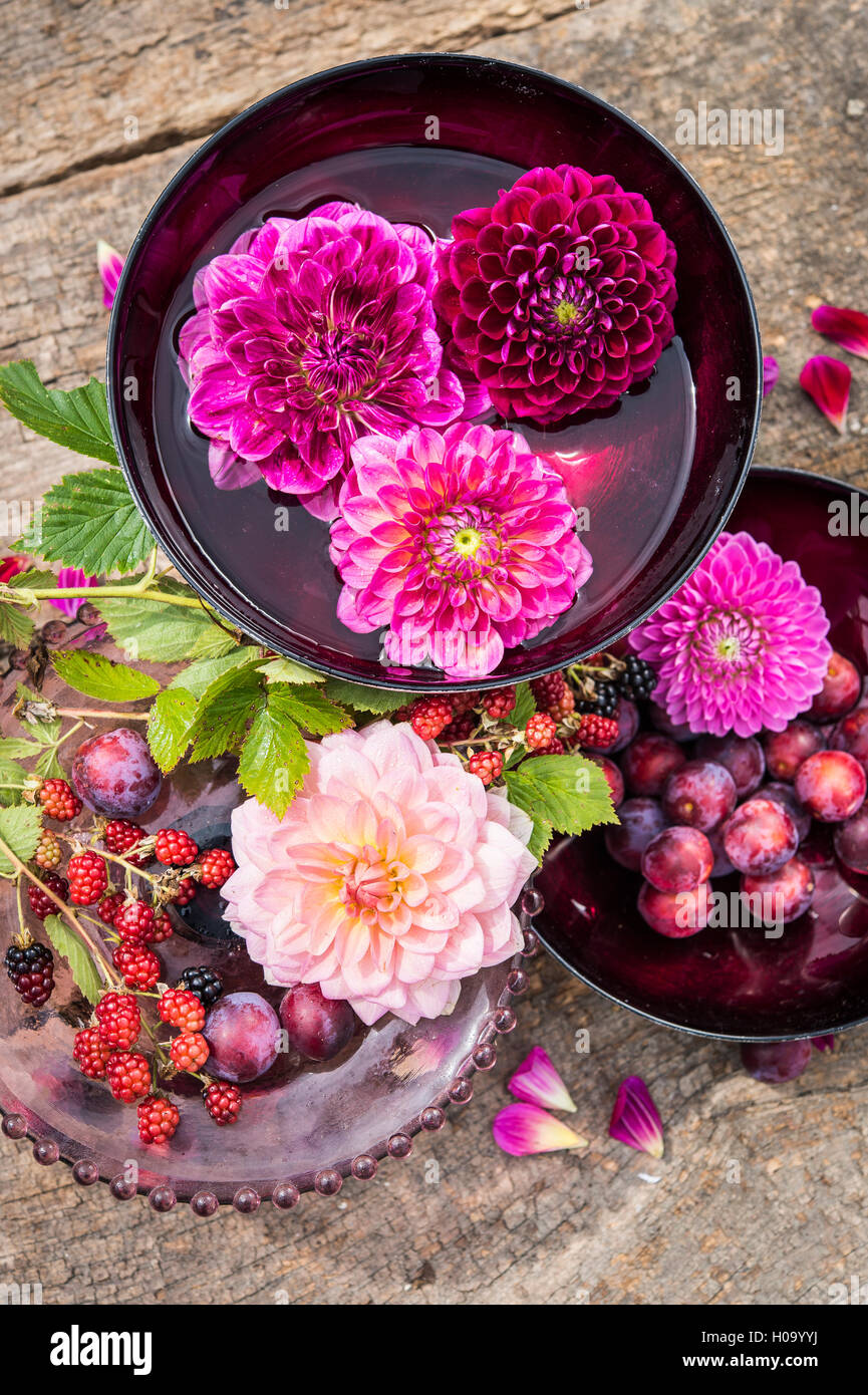 Dalie (Dalia ibridi), Borgogna e rosa, sovrapposte in rosso acqua bocce,  more (Rubus fruticosus) e piatti con Foto stock - Alamy