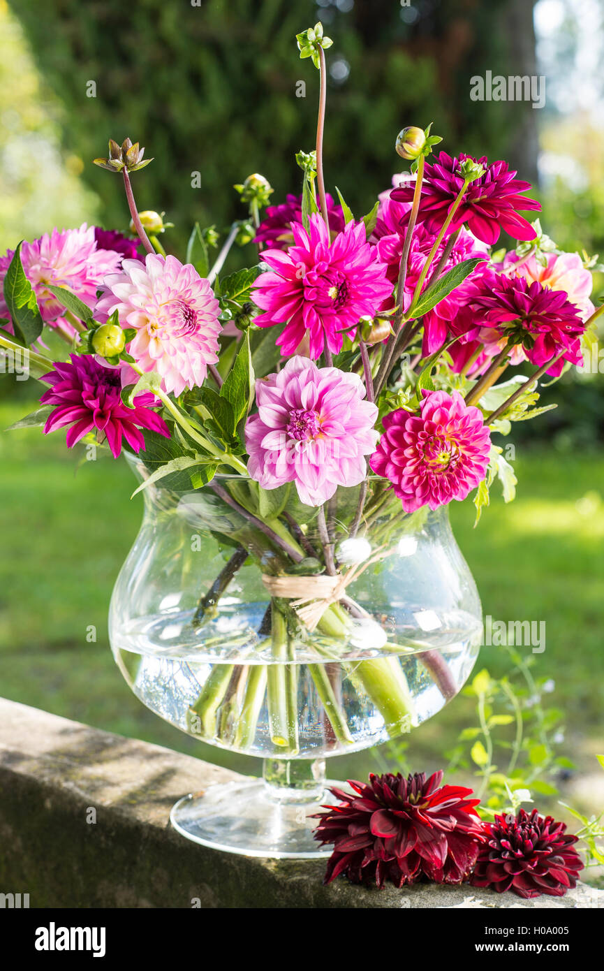 Dalie (Dalia ibridi), la gradazione di colori bordeaux e rosa, legati come  mazzo di fiori in vaso di vetro, Germania Foto stock - Alamy