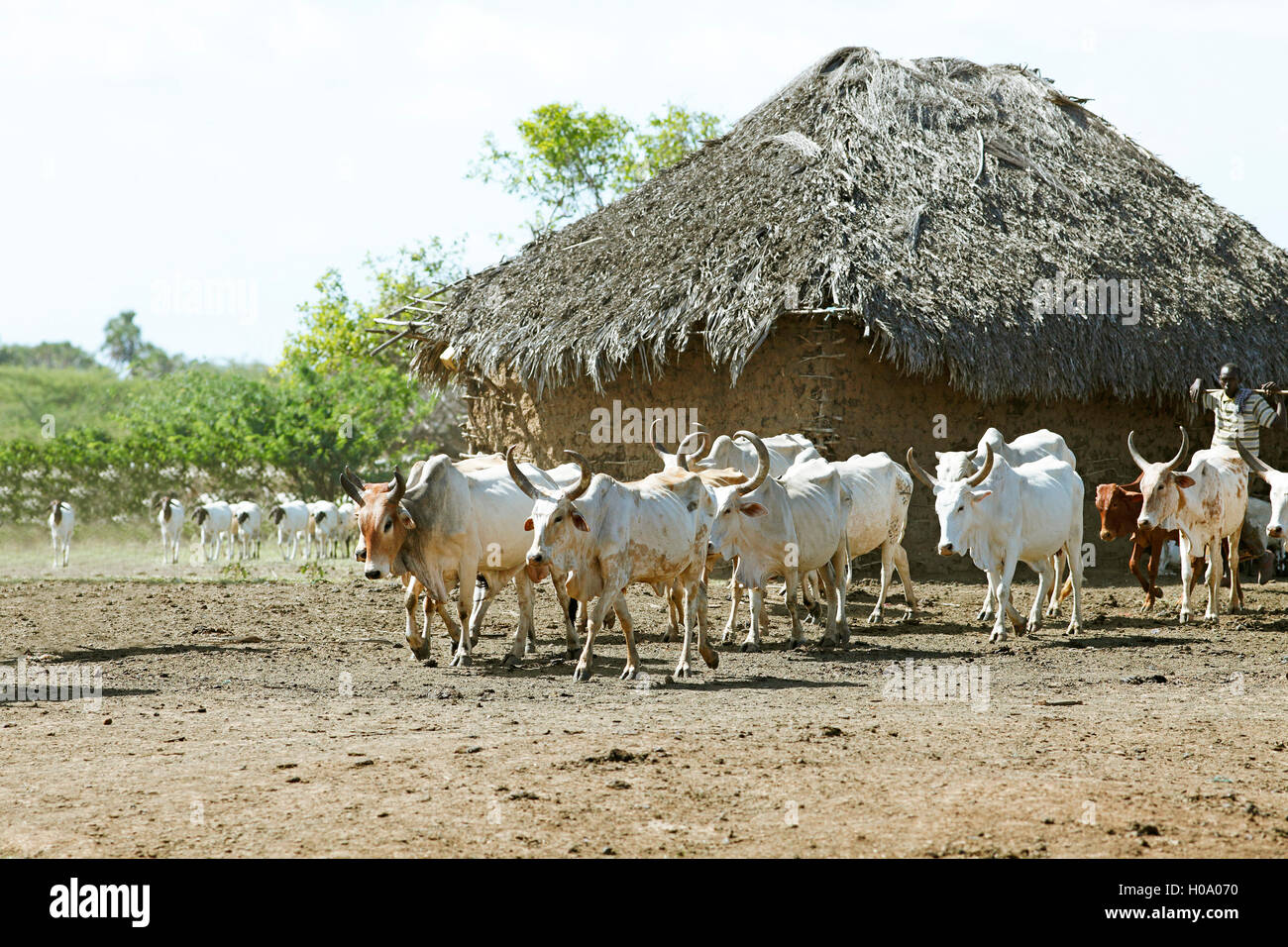 Zebù, anche indicine o humped bovini (Bos taurus indicus) nella parte anteriore della capanna di fango, Tana Orma gruppo etnico settlement Foto Stock