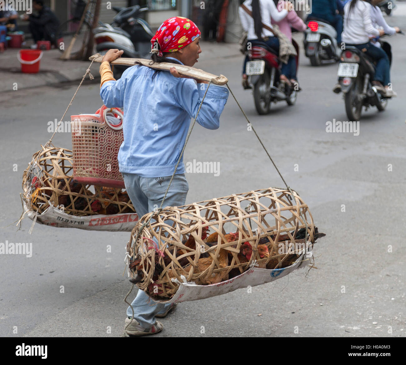 Donna che trasportano vivono galline al mercato, Vietnam Foto Stock