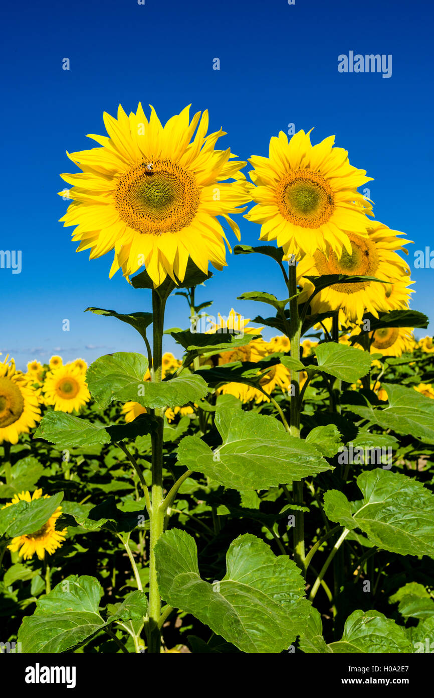 Blossoms di comune girasole (Helianthus annuus) in un campo di girasoli, Bassa Sassonia, Germania Foto Stock