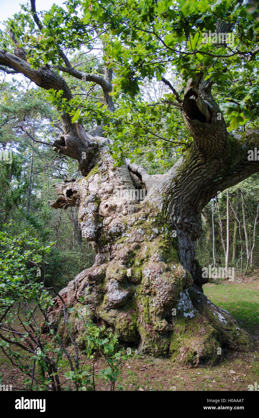 Un vecchissimo, circa 900 anni, la quercia in svedese di riserva naturale sull'isola Oland Foto Stock