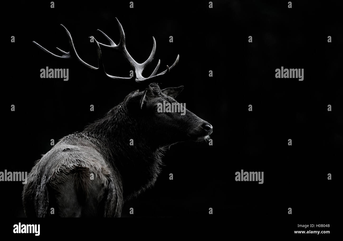 L'anima di cervi Foto Stock