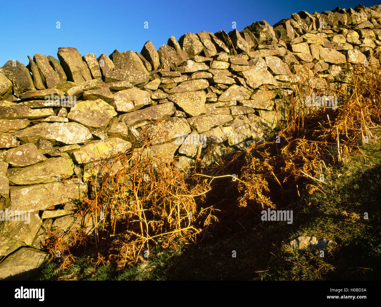 Stalattite muro costruito su un pendio ripido accanto a Offa del percorso Dkye, Moel Llys-y-coed, Clwydian Hills, Flintshire, Galles del Nord, Regno Unito Foto Stock