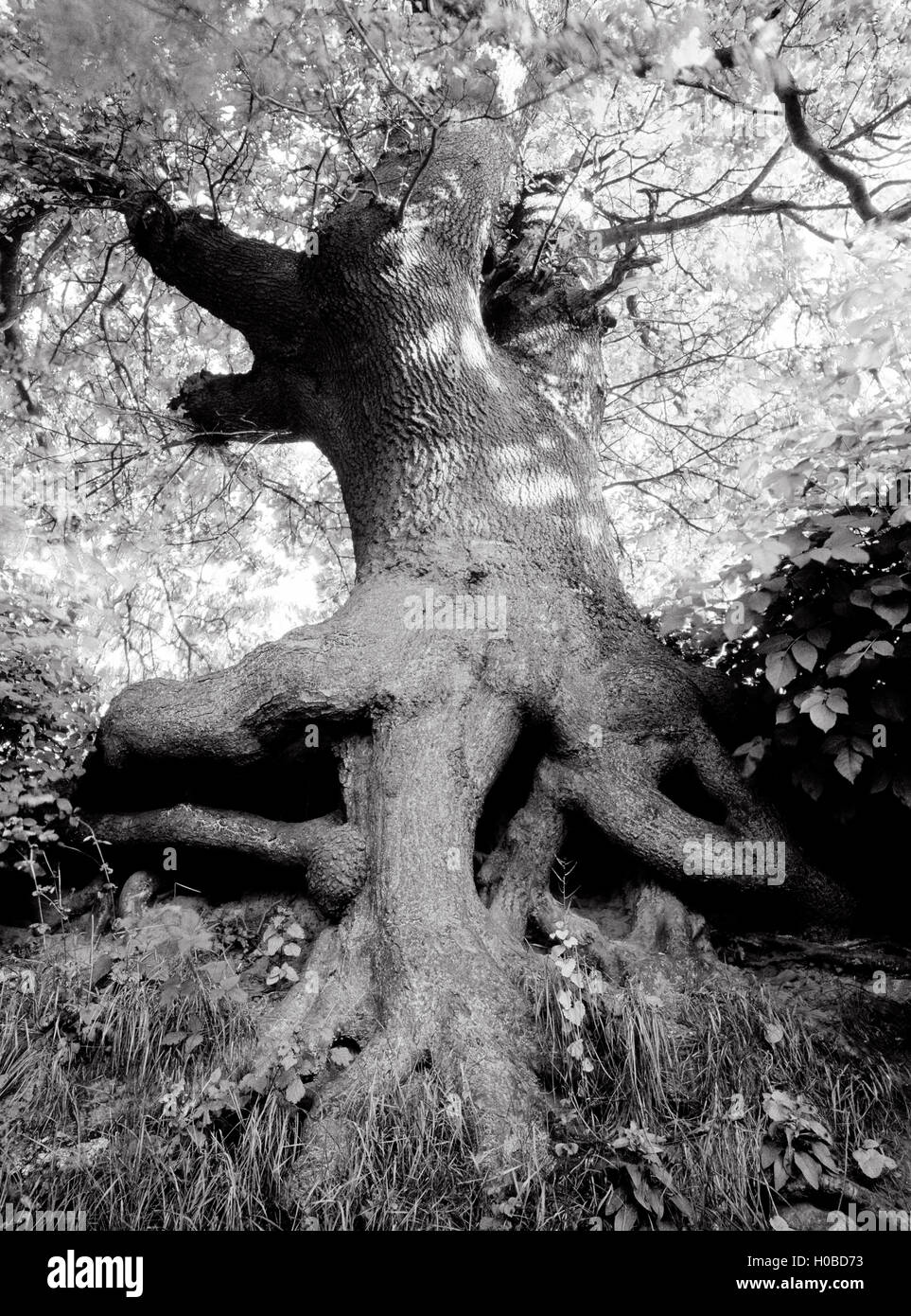Esaminando i rami di un albero di quercia che cresce in banca di un sunken road. Le radici sono state esposte da erosione, Denbighshire, Galles del Nord, Regno Unito Foto Stock