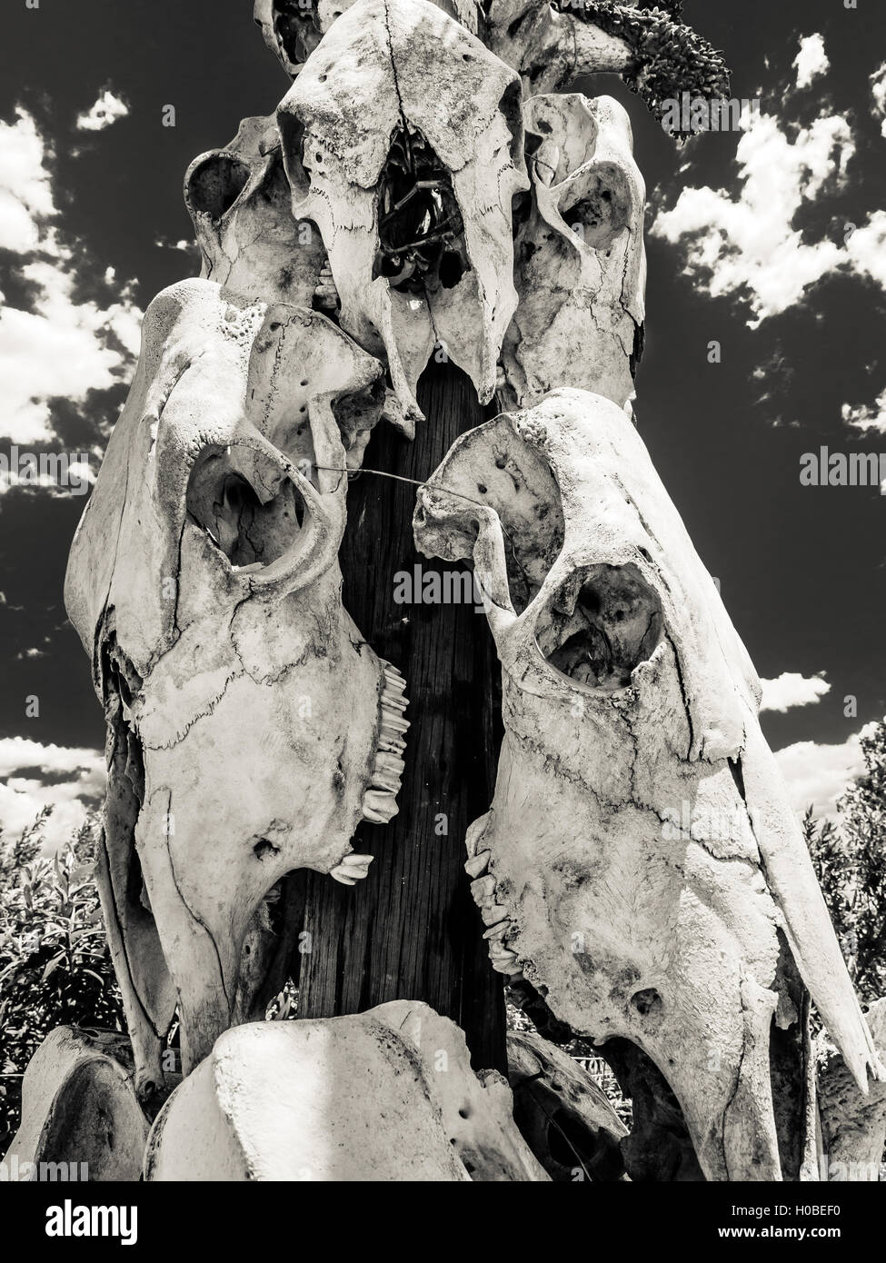 Close-up foto in bianco e nero di teschi animale attaccato ad un palo Foto Stock