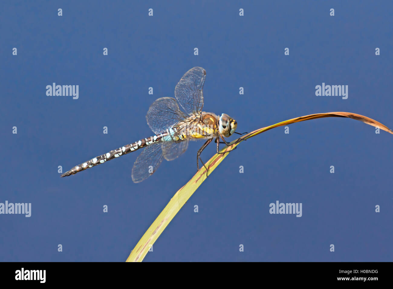Maschio Hawker migranti (Aeshna mixta) Barn Elms WWT London Settembre 2016 Foto Stock