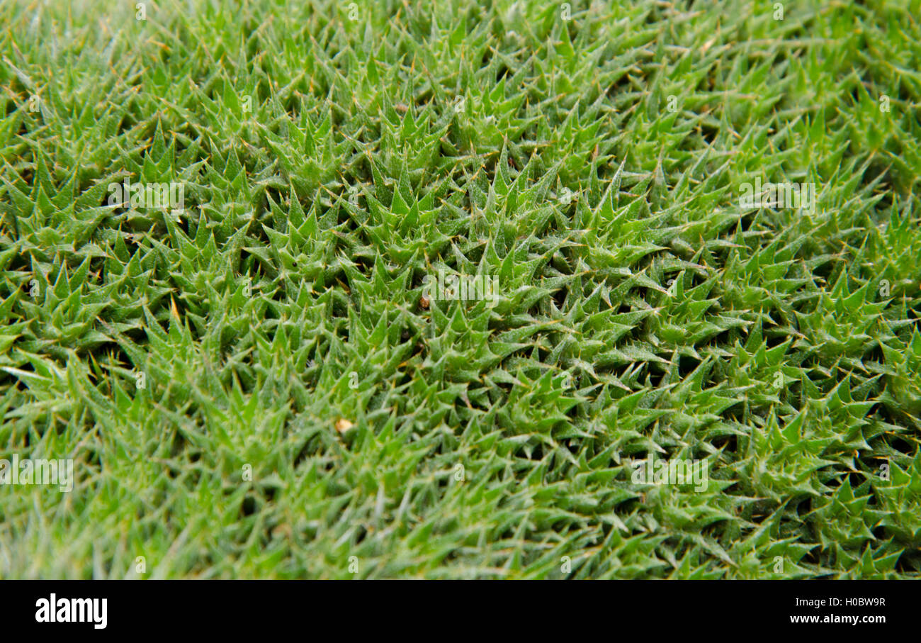 Campo di deuterocohnia brevifolia Foto Stock