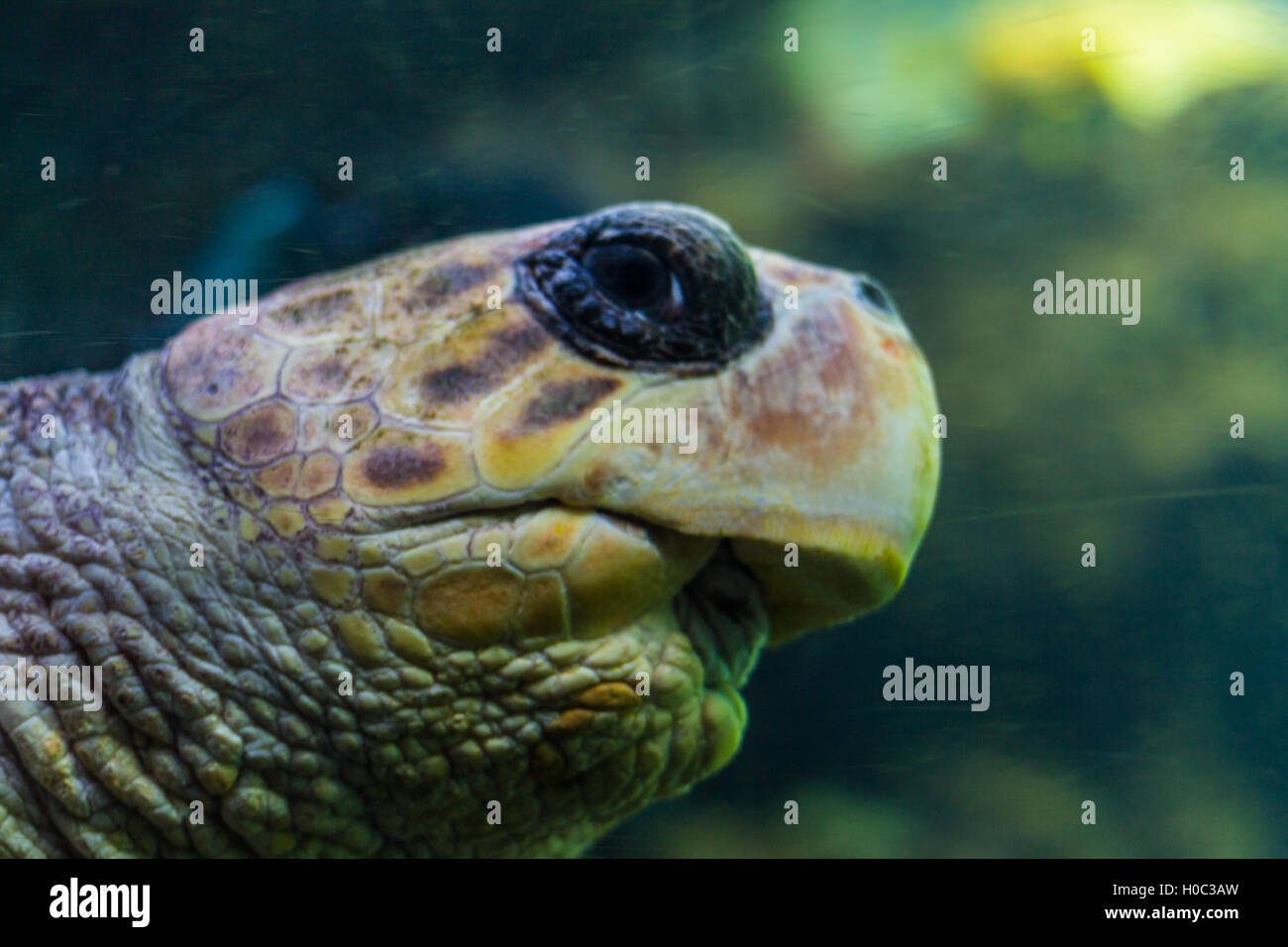 In prossimità di una tartaruga Foto Stock