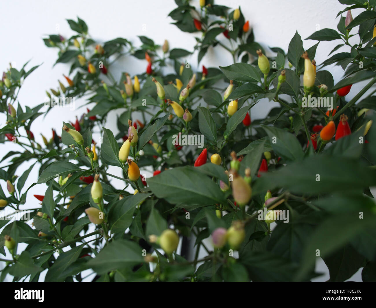 Impianto di Chili con peperoncini rossi di vari gradi di maturazione Foto Stock