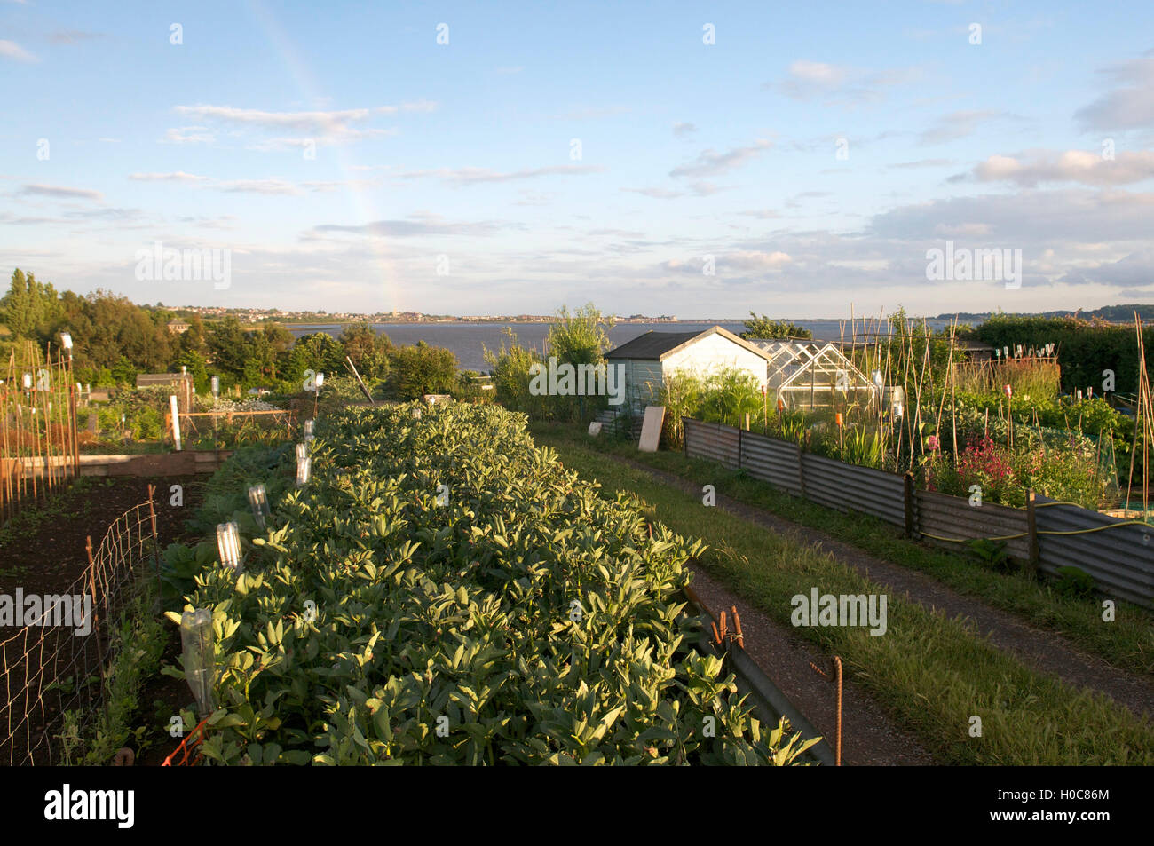 Allotment, Regno Unito Foto Stock
