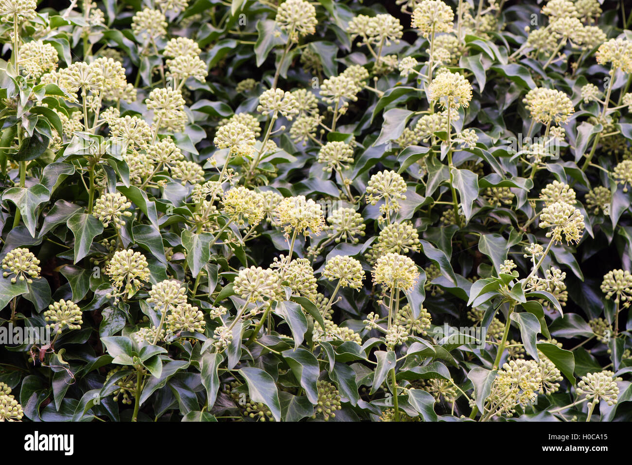 Edera (Hedera helix) fiori in hedge. Masse di verde e fiori di colore giallo su questa familiarità sempreverde arbusto di arrampicata Foto Stock