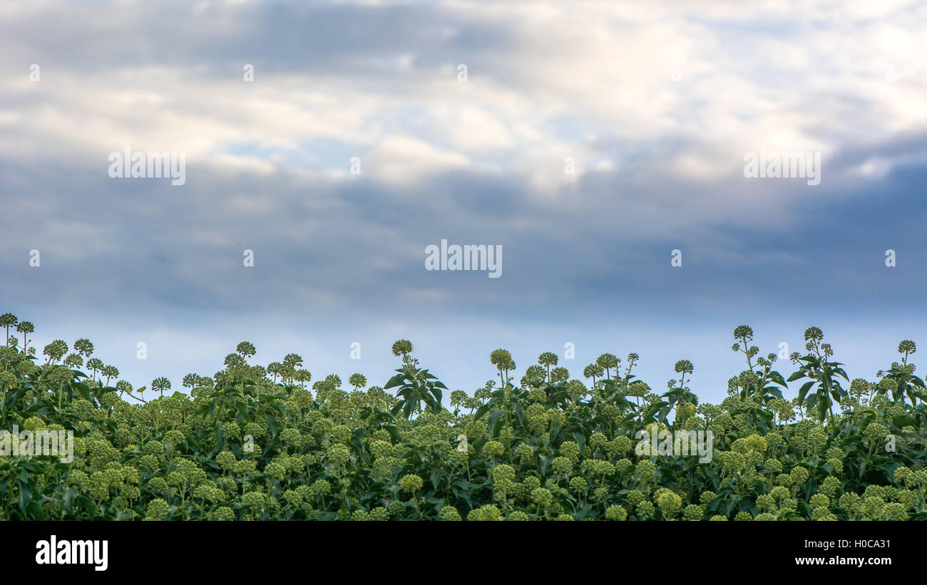 Edera (Hedera helix) fiori in hedge e sky. Masse di verde e fiori di colore giallo su questa familiarità sempreverde arbusto di arrampicata Foto Stock