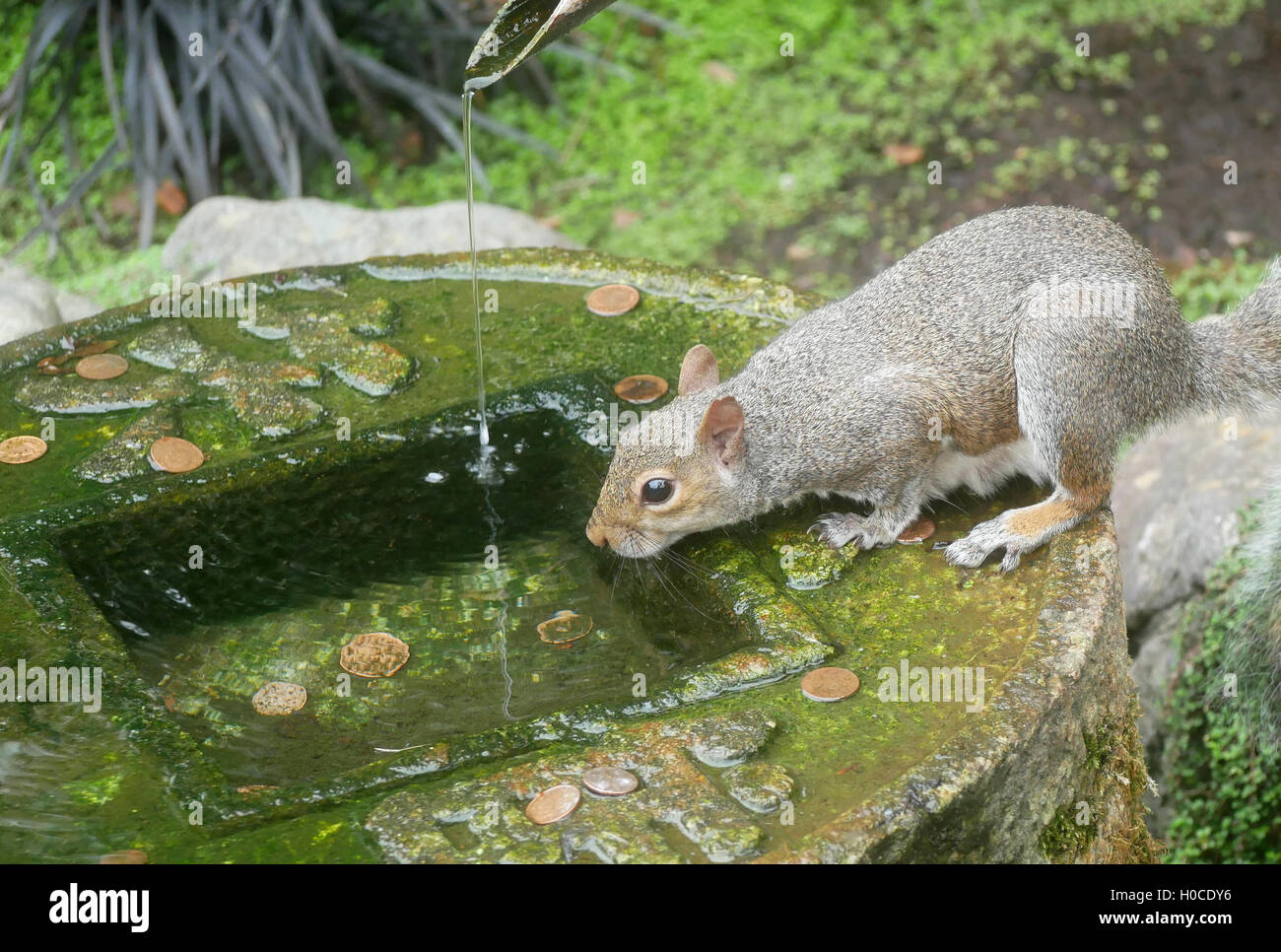 Lo scoiattolo il vostro denaro Foto Stock