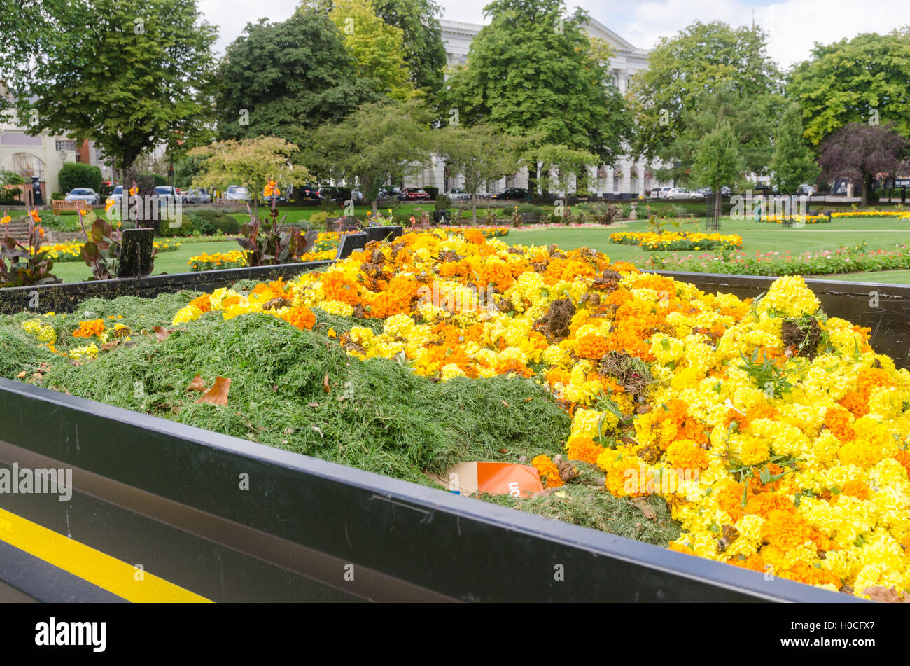 Carrello raccoglitore pieno di teste di fiori e di tagli di erba in giardini imperiali, Cheltenham Foto Stock
