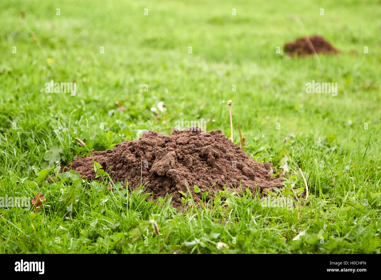Molehills su un prato erboso zona Liverpool Merseyside Regno Unito Foto Stock