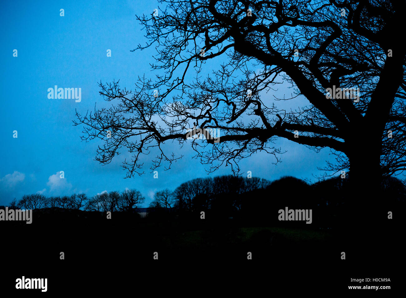 Night Shot nuvole rami di albero sole al tramonto verso il basso blu cielo blu scuro,paese campagna, Foto Stock