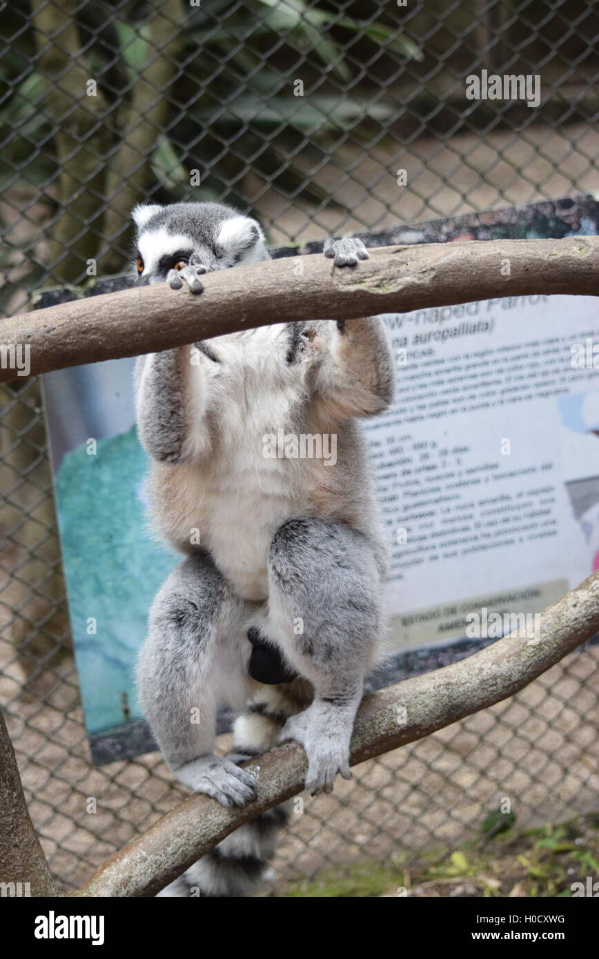 Captive anello-tailed Lemur nascondersi in Aurora Zoo, Guatemala Foto Stock