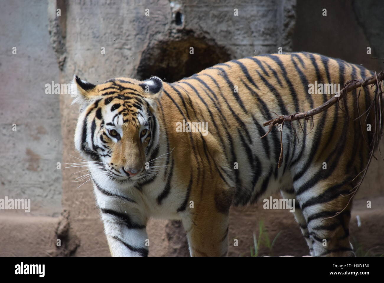 Phantera Thigris,noto anche come Royal tigre del Bengala presso lo Zoo di Aurora, Guatemala Foto Stock