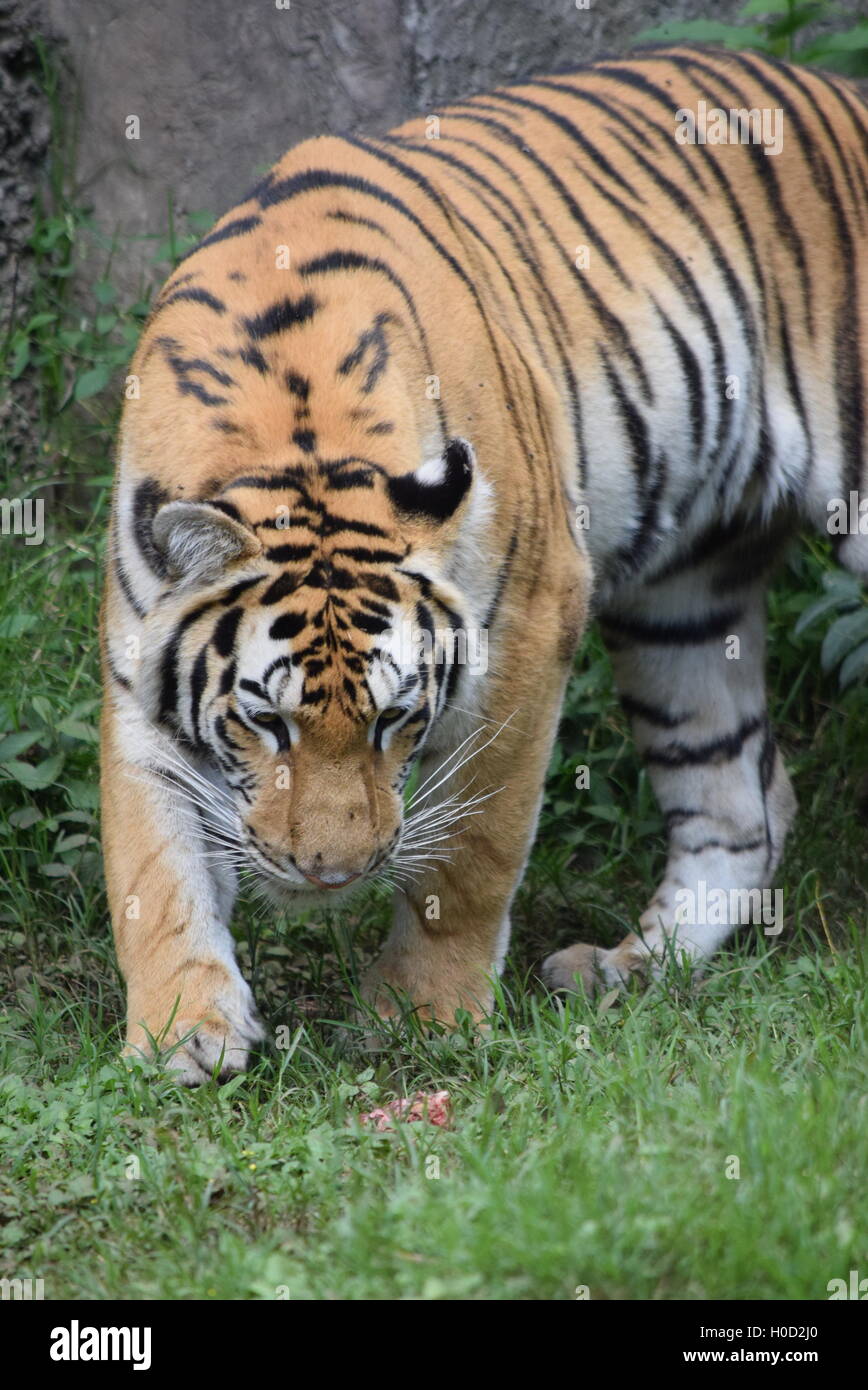 Phantera Thigris,noto anche come Royal tigre del Bengala presso lo Zoo di Aurora, Guatemala Foto Stock