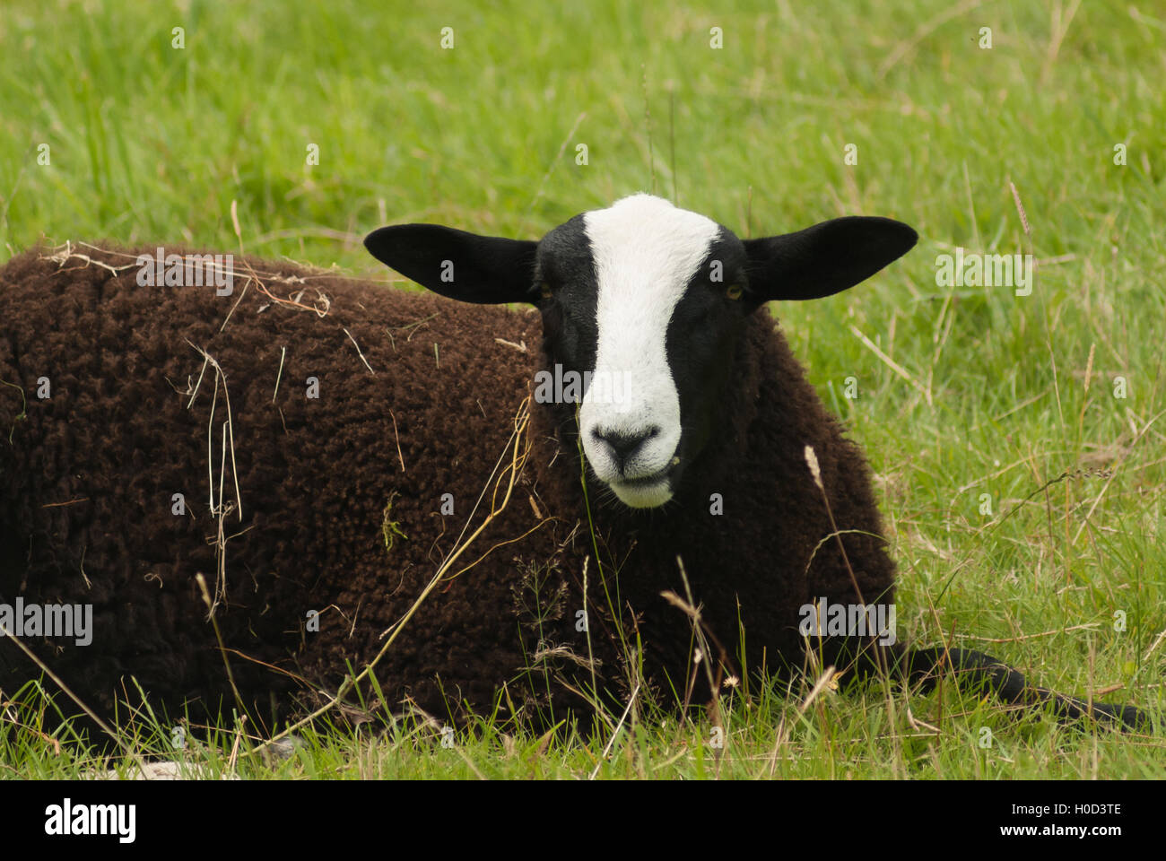 Balwen Welsh le pecore di montagna una razza rara con il suo caratteristico mantello nero e bianco blaze Foto Stock