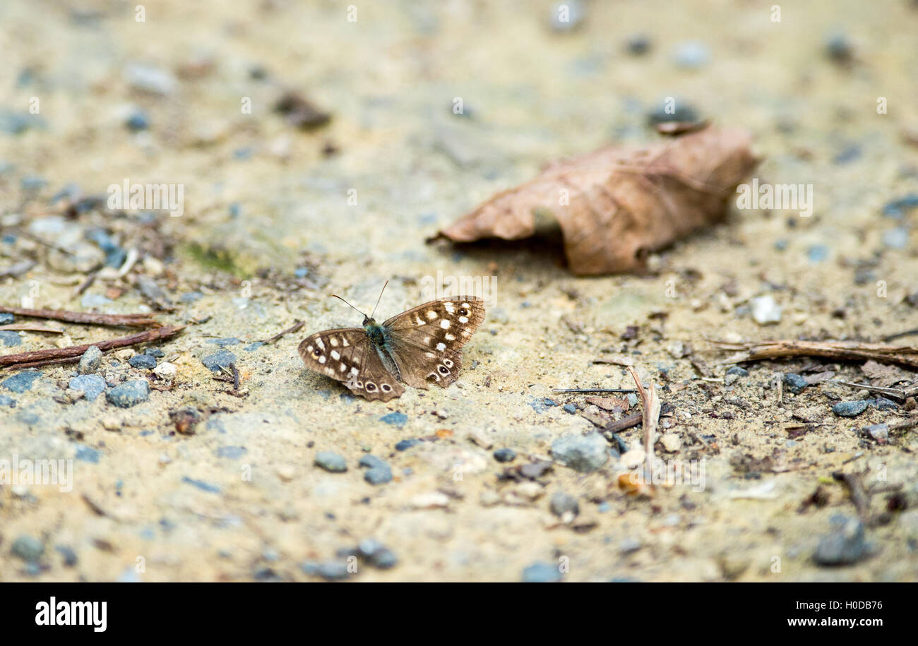 Chiazzato di legno aegeria Pararge butterfly sul percorso ad Arlington serbatoio in East Sussex Regno Unito Foto Stock