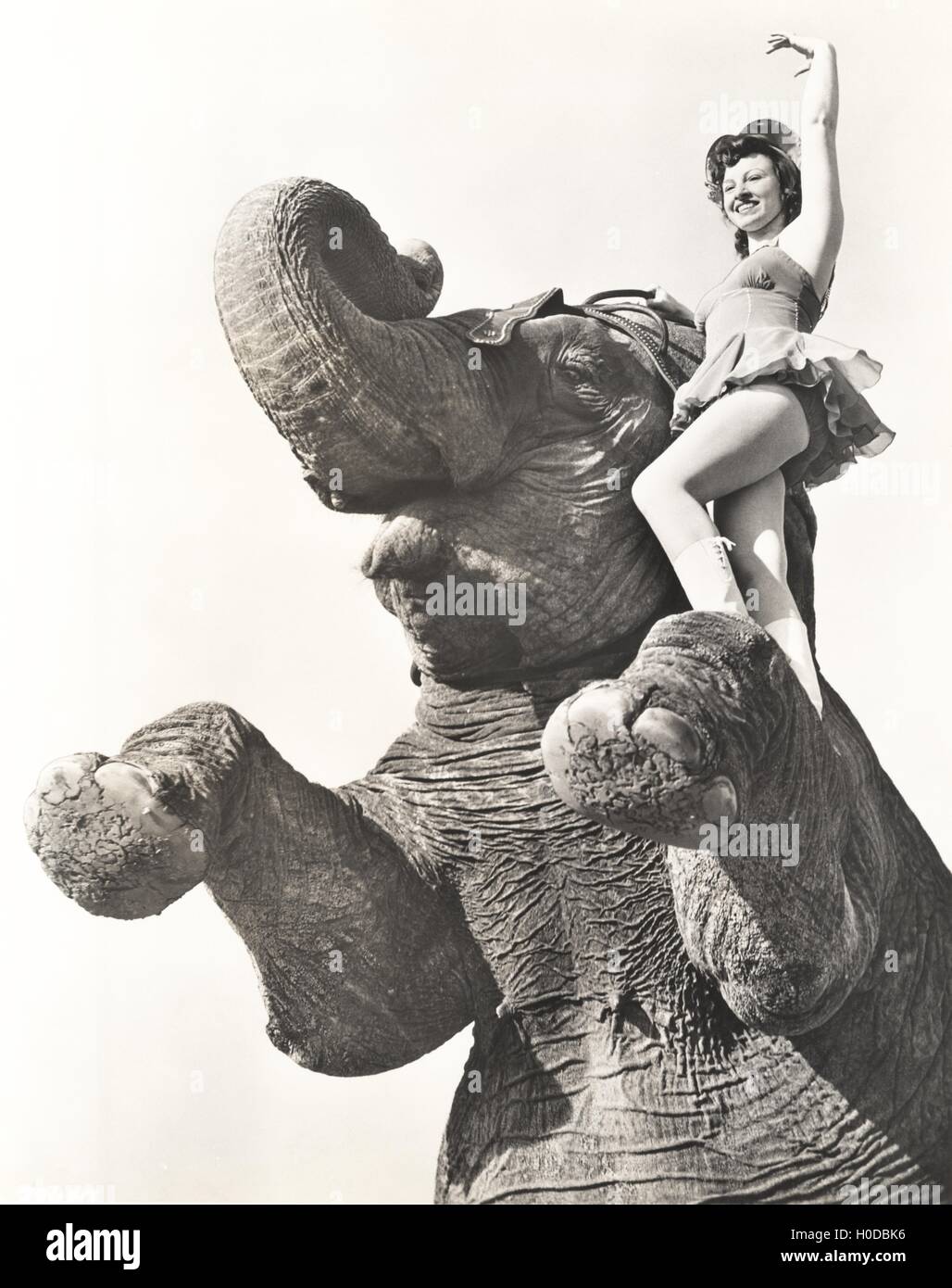 Circense in posa sul elephant Foto Stock