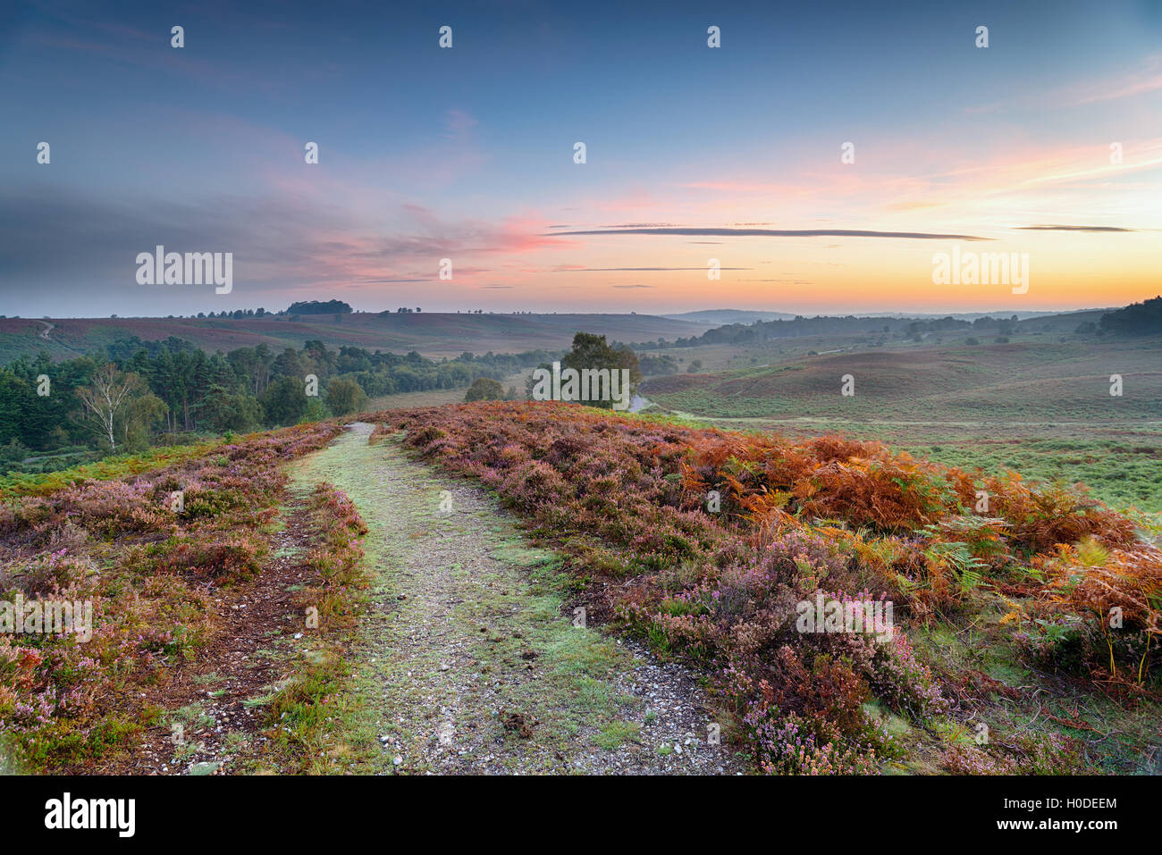 Sunrise over Rockford comune nella New Forest National Park in Hampshire Foto Stock