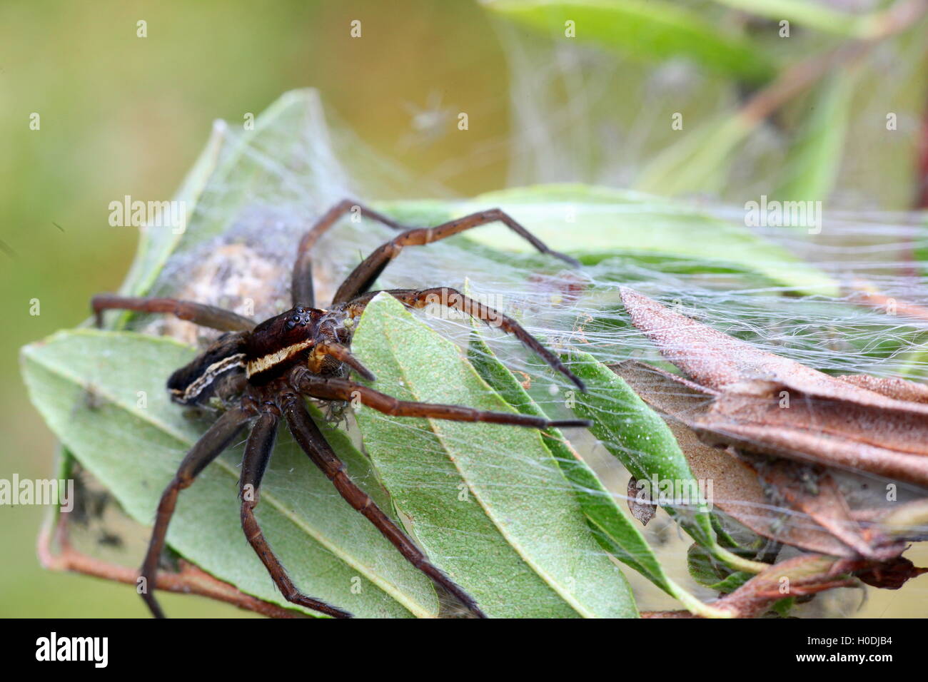 Nido di una zattera spider, la più grande e più velenosi di ragni europei Foto Stock