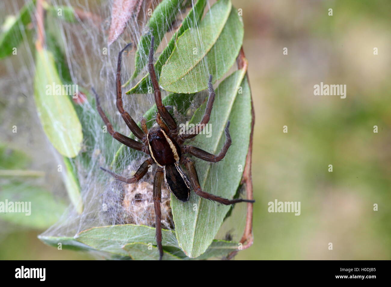Nido di una zattera spider, la più grande e più velenosi di ragni europei Foto Stock