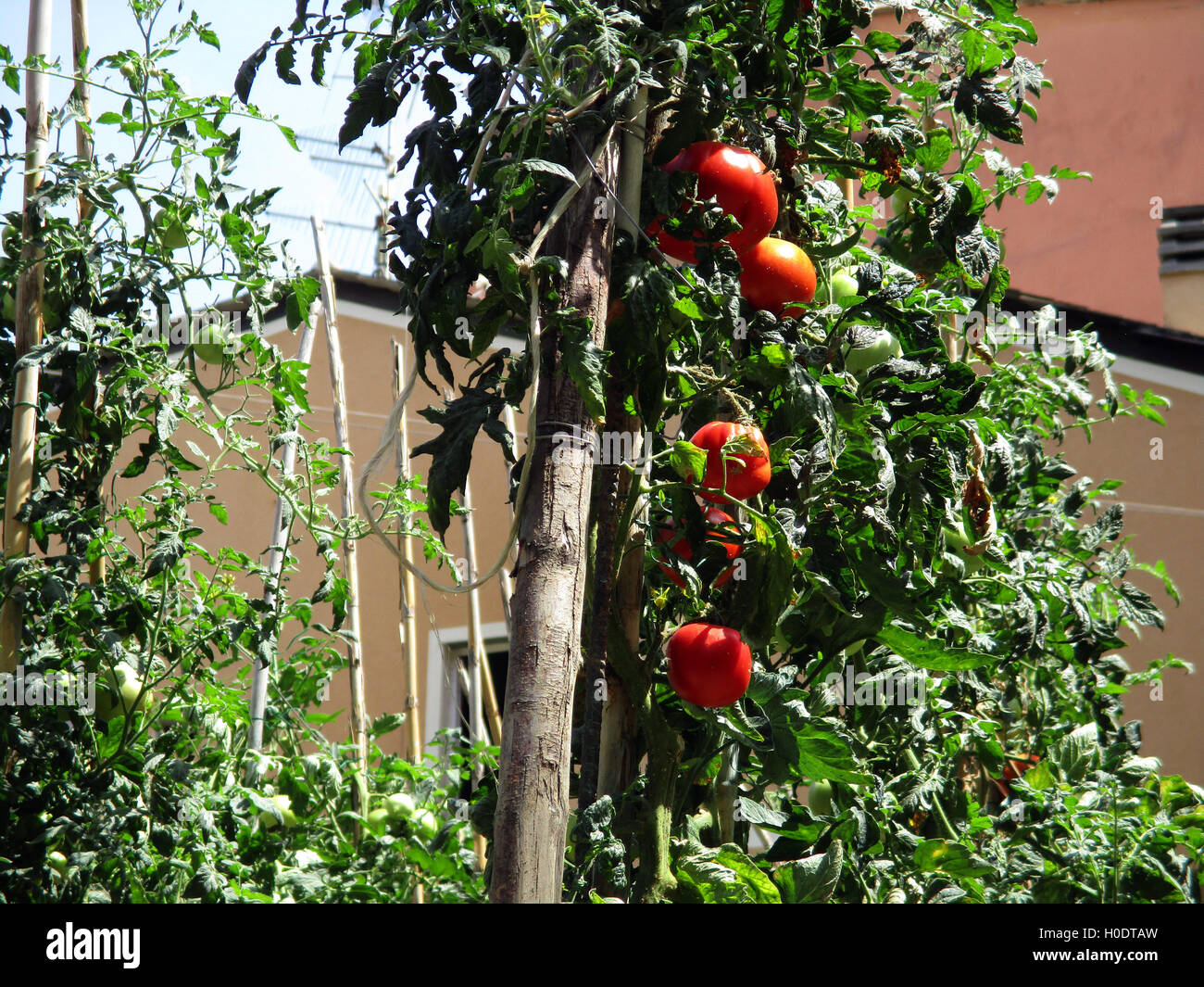 Le piante di pomodoro che maturano al sole Foto Stock