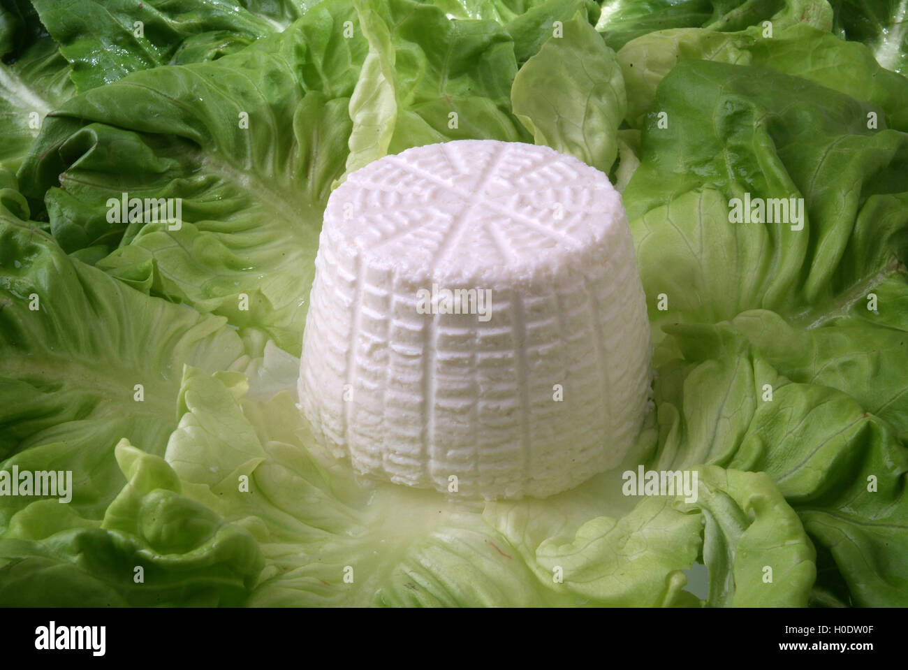 Ricotta fresca su letto di insalata Foto Stock