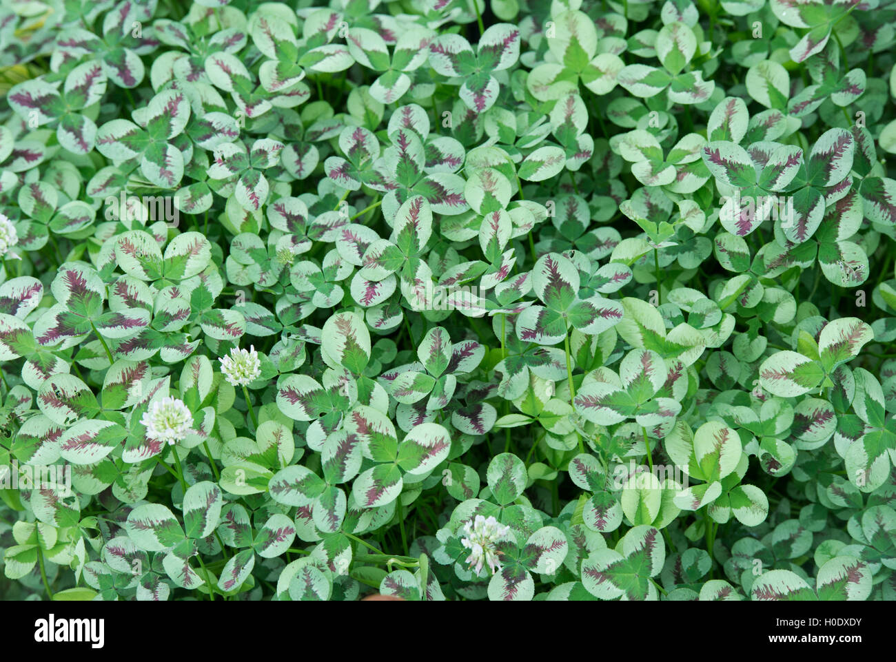 Trifolium repens 'Dragons sangue". Trifoglio variegato di fiori e foglie da sopra Foto Stock