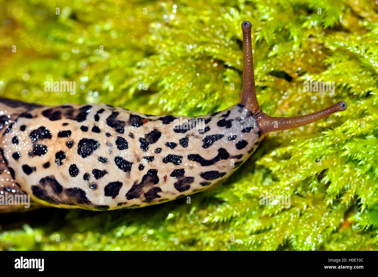 Leopard Slug Limax Maximus Foto Stock