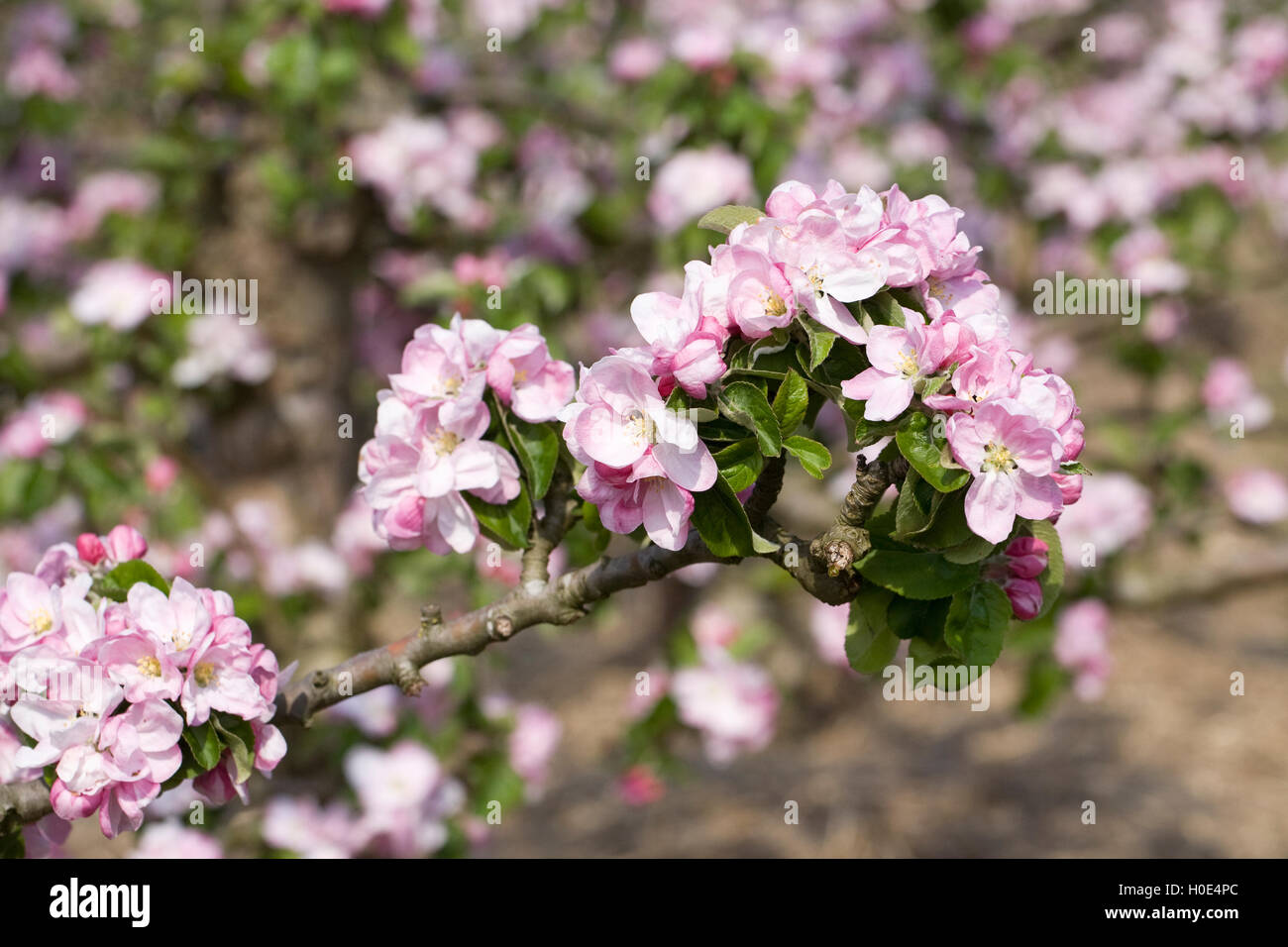 Malus domestica 'Arthur Turner'. Fiore di mela in primavera. Foto Stock