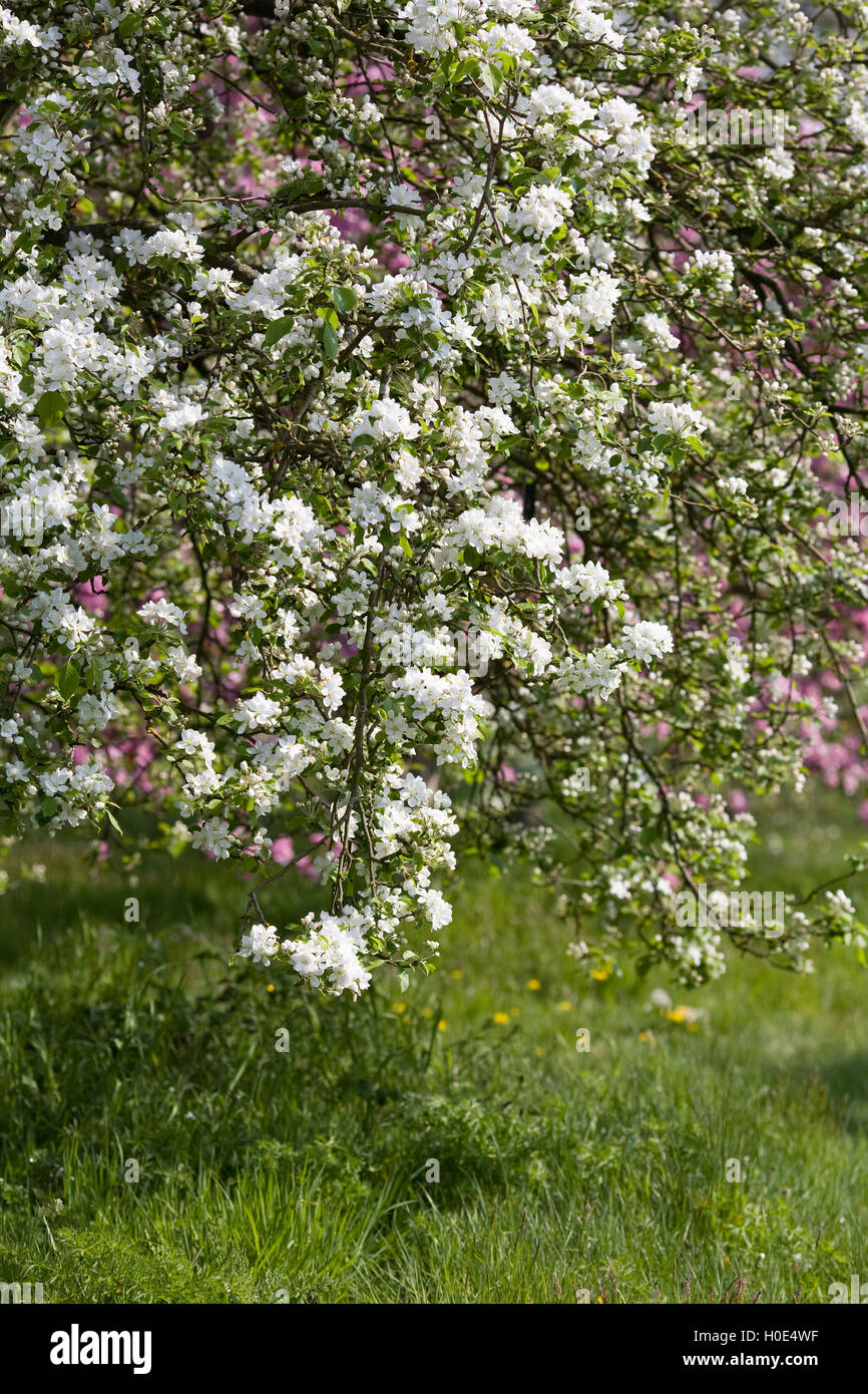 Malus prunifolia var macrocarpa. Crab Apple Blossom in un inglese un frutteto. Foto Stock