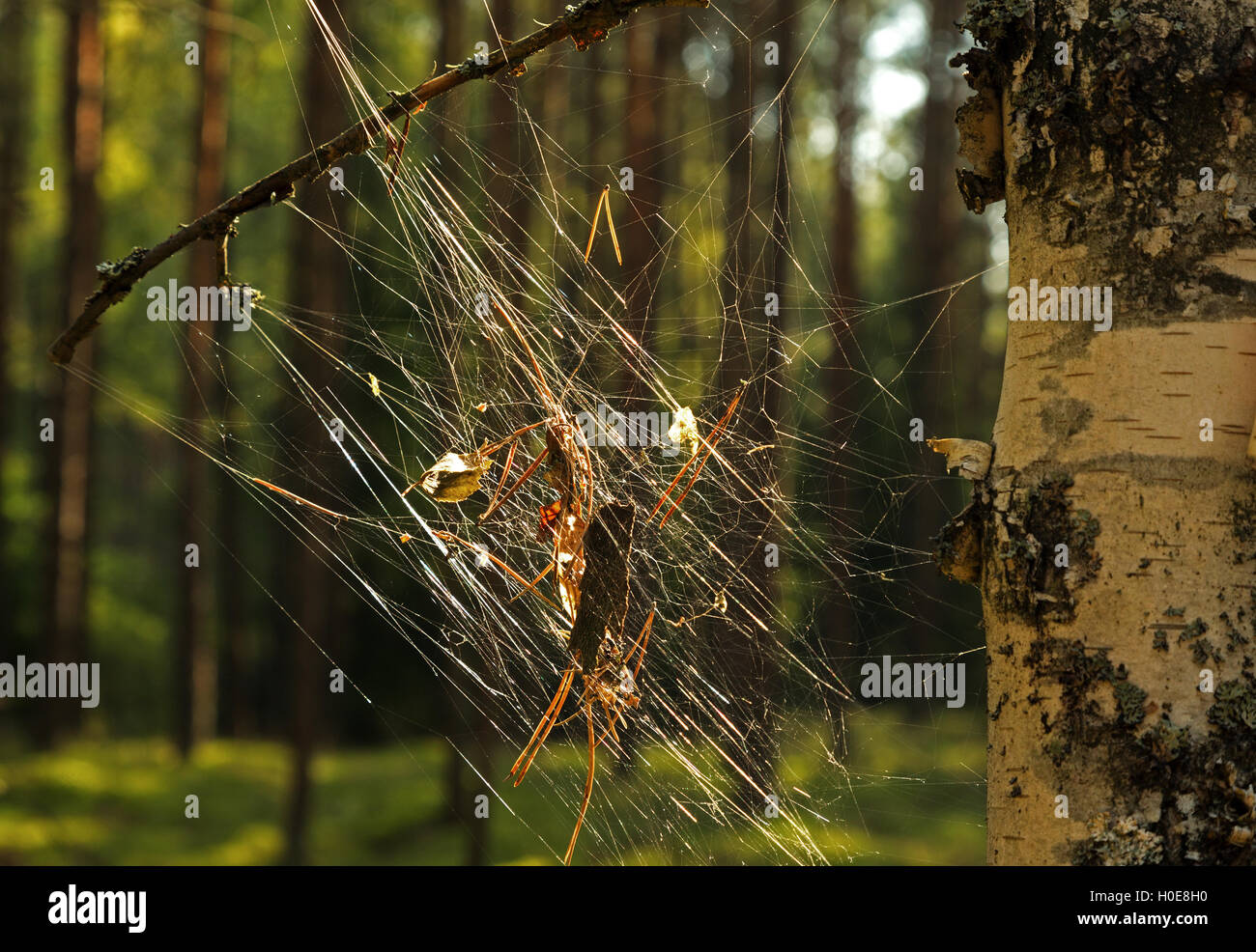 Ragnatela con foglie e bastoni, agganciato nel bosco su un tronco di albero betulla. Bory Tucholskie Nationa Park in estate. Vi orizzontale Foto Stock