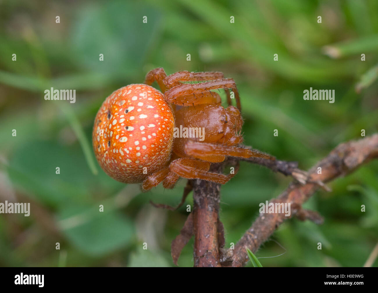 Close-up di rara fragola spider o arancione wheelweaving spider (Araneus alsine) in Hampshire, Inghilterra Foto Stock